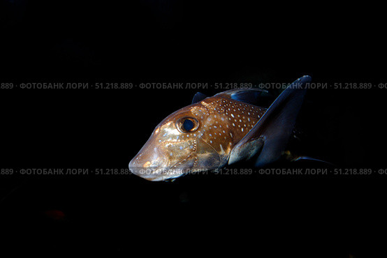 Spotted ratfish (Hydrolagus colliei). VW Pics/Stocktrek Images/TASS. Стоковое фото, агентство ТАСС / Фотобанк Лори