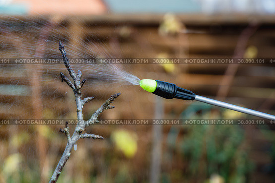 Spraying fruit trees with a pump sprayer with insecticides and fungicides in the spring season. Стоковое фото, фотограф Ольга Сейфутдинова / Фотобанк Лори