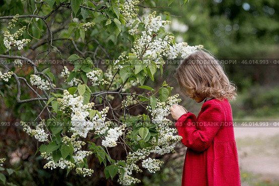 Spring blooming. Portrait of a beautiful 5-year-old little girl in a red dress in a lilac garden in nature. Childhood. Стоковое фото, фотограф Photojuli / Фотобанк Лори