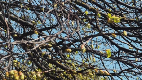 Spring branches with swollen green branches against the blue sky. Стоковое видео, видеограф Ярославский Максим / Фотобанк Лори