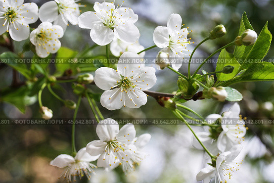 Spring cherry blossoms. Close up of white cherry flowers on a background of green foliage on a sunny day.  Selective focus. Стоковое фото, фотограф Лариса Гордеева / Фотобанк Лори