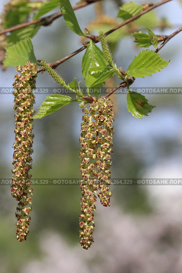 Spring. Close-up of birch catkins. Стоковое фото, фотограф Светлана Ильева (Иванова) / Фотобанк Лори