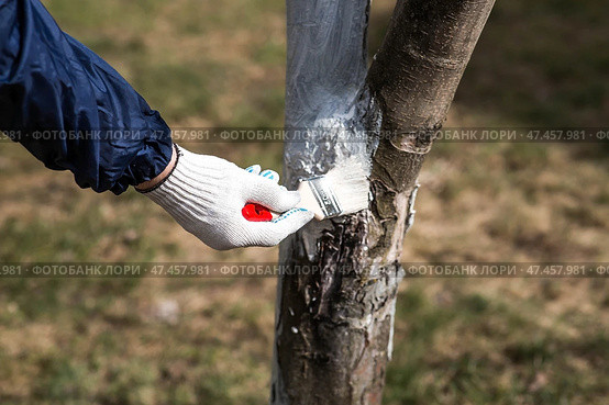 Spring gardening. Whitewashing of fruit trees from insects and diseases. A tree trunk and a gardener's hand with a brush and whitewash, coloring an apple tree. Стоковое фото, фотограф Photojuli / Фотобанк Лори