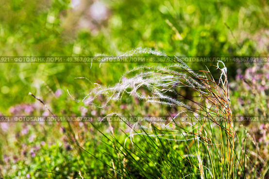 Spring landscape, field of feather grass. Mat grass on a hot summer sultry day. Mat grass on a hot summer sultry day. field of feather grass. Стоковое фото, агентство Ingram Publishing / Фотобанк Лори