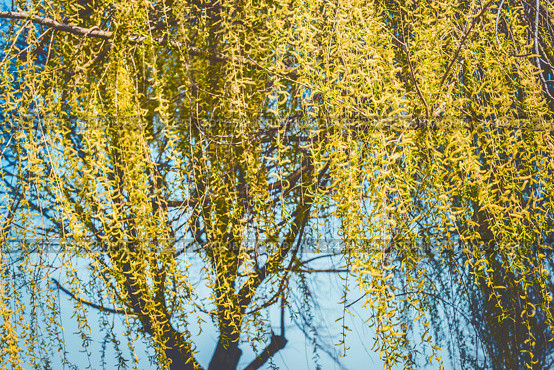 Spring nature background with yellow weeping willow blossom branches at sky. Стоковое фото, агентство Ingram Publishing / Фотобанк Лори