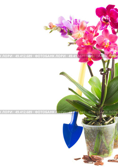 Spring violet orchids in pots with spade isolated on white background. Spring  violet orchids . Стоковое фото, агентство Ingram Publishing / Фотобанк Лори