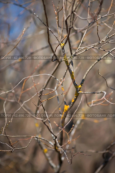 Spring, wallpaper with nature. Tree branches in close-up. New spring foliage appears on the branches. A tree or shrub that is budding. Seasonal forests, blurred background. Стоковое фото, фотограф Photojuli / Фотобанк Лори