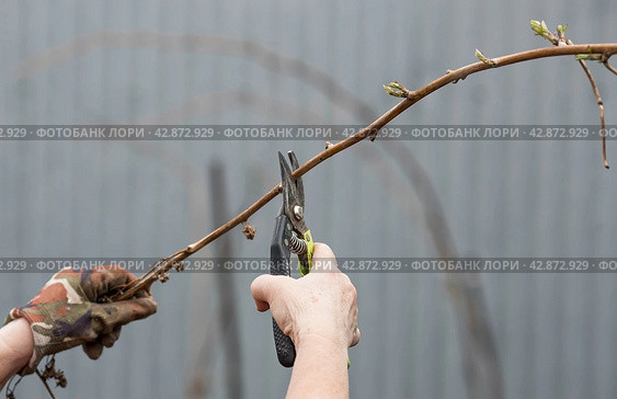 Spring work in the garden. The gardener's hand with a pruner. Pruning raspberry and blackberry bushes with pruning shears. Cottage and vegetable garden, gardening, bush care. Стоковое фото, фотограф Photojuli / Фотобанк Лори