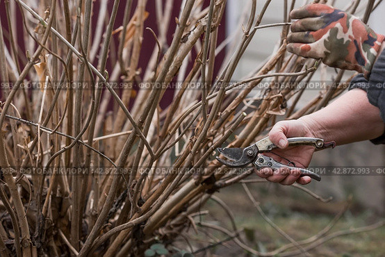 Spring work in the garden. The gardeners hand with a pruner. Pruning hydrangea bushes with pruning shears. Cottage and garden, gardening, flower care. Стоковое фото, фотограф Photojuli / Фотобанк Лори