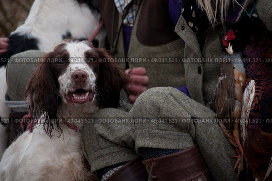 Springer spaniel portrait with his master on a shoot. Стоковое фото, агентство Ingram Publishing / Фотобанк Лори