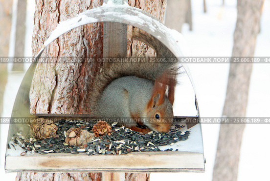 Squirrel eating seeds and nuts in manger in winter forest. Стоковое фото, фотограф Шилер Анастасия / Фотобанк Лори