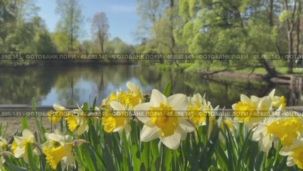 St. Petersburg in spring. Video of beautiful city park on Elagin Island is decorated with spring flowerbed with yellow daffodils on bank of pond with shady trees on sunny May day. Natural background. Стоковое видео, видеограф Виктория Катьянова / Фотобанк Лори