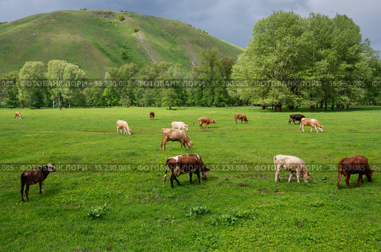 Стадо коров на горном пастбище весной. Cows on a mountain pasture in the spring. Стоковое фото, фотограф Евгений Романов / Фотобанк Лори