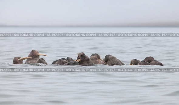 Стадо моржей (Odobenus rosmarus). Моржи плавают в воде в естественной среде обитания в море. Дикая природа Арктики. Морские животные полярного региона. Чукотка, Крайний Север России. Бухта Провидения, Берингово море. Стоковое фото, фотограф Андрей Степанов / Фотобанк Лори