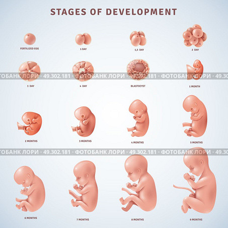 Stages Human Embryonic Development . Set of isolated decorative icons showing stages of human embryonic development with period clarification in months realistic vector illustration. Стоковая иллюстрация, агентство Ingram Publishing / Фотобанк Лори