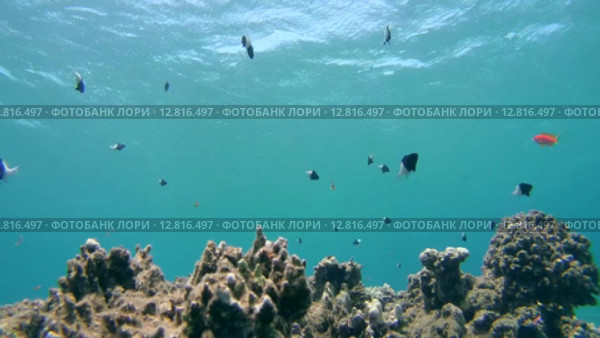 Стайки рыб над коралловым рифом, Красное море, Марса-эль-Алам, бухта Абу-Дабаб, Енмпет. Стоковое видео, видеограф Некрасов Андрей / Фотобанк Лори
