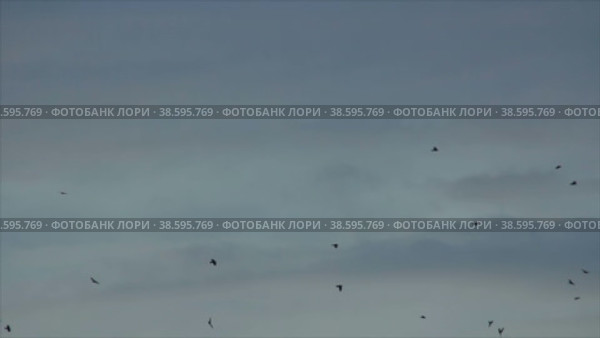 Стая черных ворон летает кругами в холодном небе. Стоковое видео, видеограф Цыбин Вадим / Фотобанк Лори