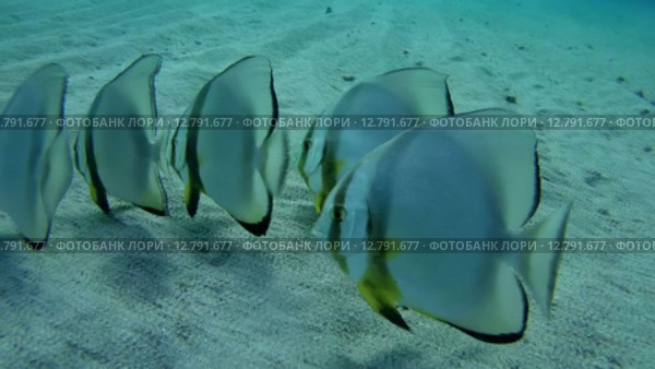 Стая Голубых платаксов над песчаным дном (Platax teira), Красное море, Марса-эль-Алам, бухта Абу-Дабаб, Египет. Стоковое видео, видеограф Некрасов Андрей / Фотобанк Лори