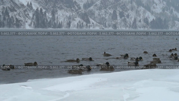 Стая зимующих уток на Енисее на фоне скалистых отрогов Саянских гор. Стоковое видео, видеограф Ирина Егорова / Фотобанк Лори