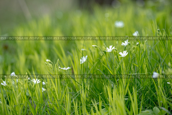 Stellaria holostea. delicate forest flowers made of ham, Stellaria holostea or Echte Sternmiere. Floral background. White flowers on a natural background. close-up, macro photo, beauty of nature. Стоковое фото, фотограф Дина Дамоцева / Фотобанк Лори