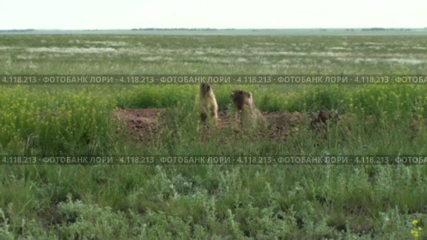 Степь и сурки. Стоковое видео, видеограф Леонид Замыцкий / Фотобанк Лори