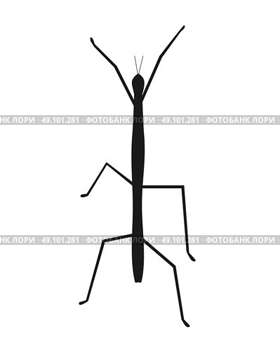 Stick Insect or Phasmids Icon. Stick insect or phasmids or ghost insects or walking sticks isolated on white. Stick-bugs engraved vector illustration. Стоковая иллюстрация, агентство Ingram Publishing / Фотобанк Лори