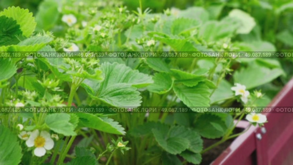Strawberry blossom with green leaves against a soil background. Copy space for text. Close up shot of a strawberry bush with blooming flowers. One big white flower. Flowering garden healthy plants. Стоковое видео, видеограф Марина Демидюк / Фотобанк Лори