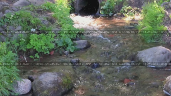 Stream flows through lush greenery and rocks, creating serene natural scene. Water gently cascades from pipe, surrounded by moss-covered stones and vibrant plants. Стоковое видео, видеограф Алла Чесноковва / Фотобанк Лори