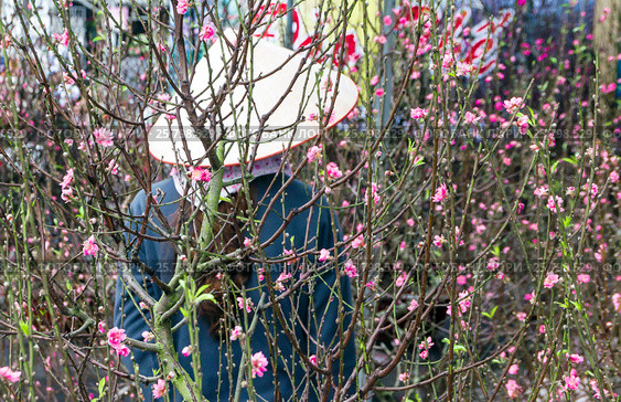 Street sale of decorative trees (2017 год). Стоковое фото, фотограф Владимир Докучаев / Фотобанк Лори