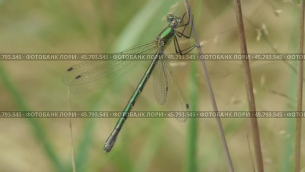 Стрекоза Лютка дриада Lestes dryas. Стоковое видео, видеограф Александр Мамонтов / Фотобанк Лори