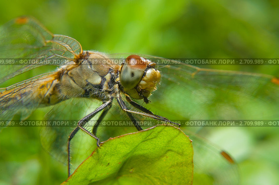 Стрекоза обыкновенная (Sympetrum vulgatum) Стоковое фото, фотограф Pukhov K / Фотобанк Лори