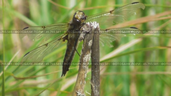 Стрекоза плоскобрюх четырёхпятнистый Libellula quadrimaculata. Стоковое видео, видеограф Александр Мамонтов / Фотобанк Лори
