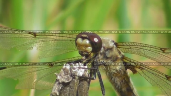 Стрекоза плоскобрюх четырёхпятнистый Libellula quadrimaculata. Стоковое видео, видеограф Александр Мамонтов / Фотобанк Лори