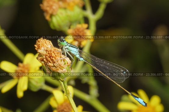 Стрекоза семейства Стрелки  (лат. Coenagrionidae) на желтом цветке. Стоковое фото, фотограф Наталья Гармашева / Фотобанк Лори