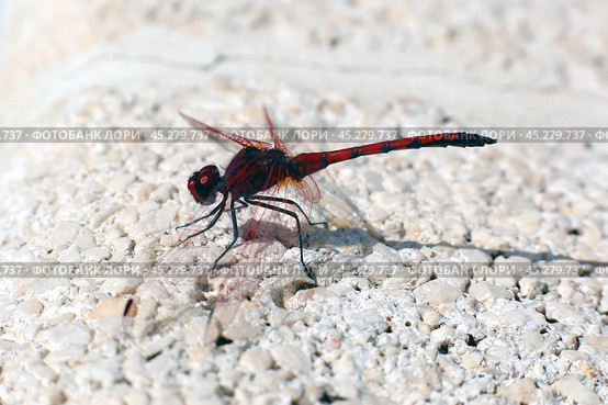 Стрекоза Trithemis arteriosa. Стоковое фото, фотограф Александр Тарасенков / Фотобанк Лори