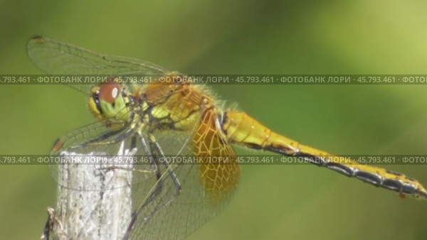 Стрекоза жёлтая Sympetrum flaveolum. Стоковое видео, видеограф Александр Мамонтов / Фотобанк Лори