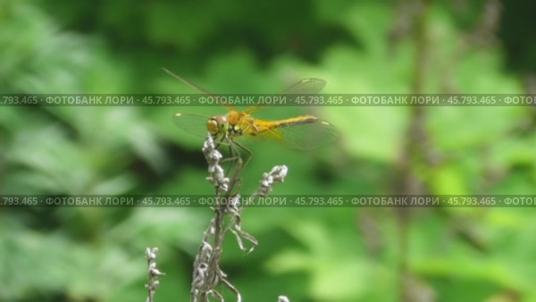 Стрекоза жёлтая Sympetrum flaveolum. Стоковое видео, видеограф Александр Мамонтов / Фотобанк Лори