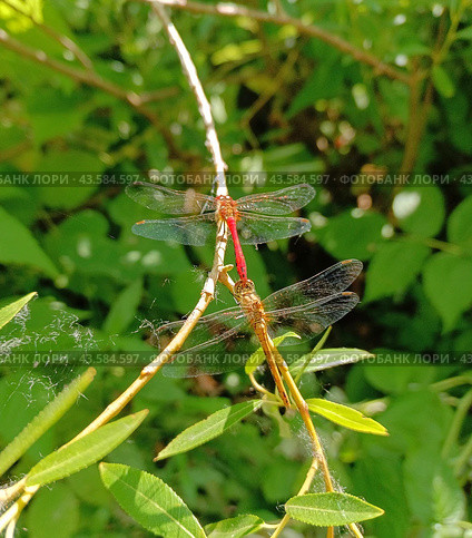 Стрекозы.Спаривание. Крупный план.Odonata. Стоковое фото, фотограф Елена Рассоха / Фотобанк Лори