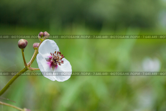 Стрелолист обыкновенный (Sagittaria sagittifolia) Стоковое фото, фотограф Красилов Игорь / Фотобанк Лори