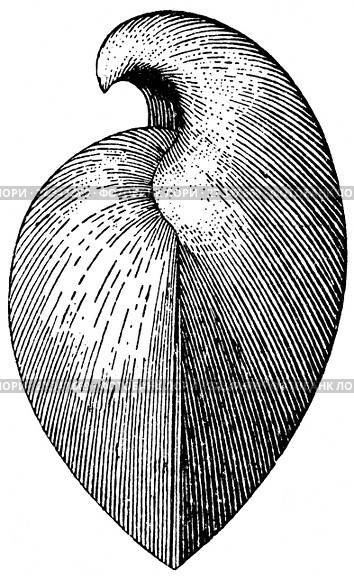 Stringocephalus burtini. Животные девонского периода. Стоковая иллюстрация, иллюстратор Макаров Алексей / Фотобанк Лори