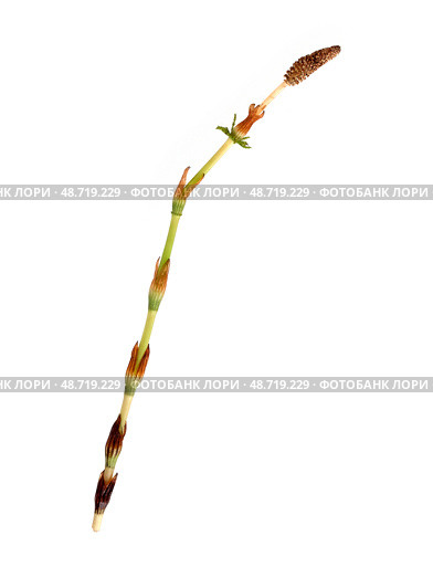 Strobilus called cones of young horsetail (Equisetum) sprig Isolated on white background, cutout ready high resolution image. Стоковое фото, фотограф Елена  Попкова / Фотобанк Лори