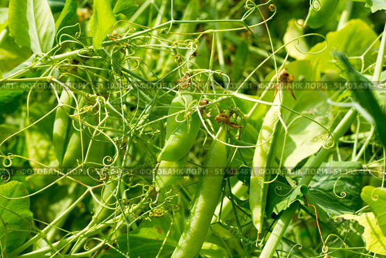 Стручки гороха. Pea pods. Стоковое фото, фотограф Роман Лукьянов / Фотобанк Лори