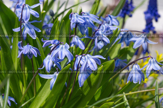 Сцилла двулистная Таурика или пролеска (лат. Scilla difolia L.) Стоковое фото, фотограф Елена Коромыслова / Фотобанк Лори