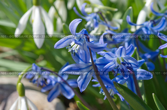 Сцилла двулистная Таурика или пролеска (лат. Scilla difolia L.) на клумбе в саду крупным планом. Стоковое фото, фотограф Елена Коромыслова / Фотобанк Лори