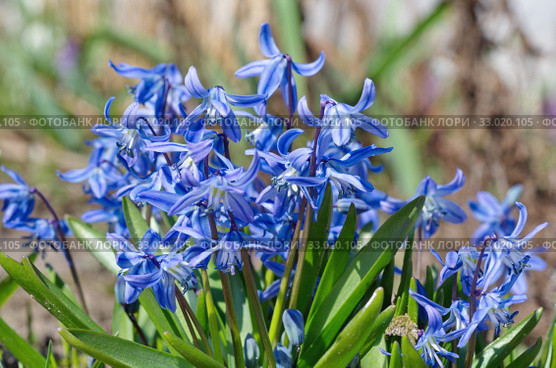 Сцилла двулистная Таурика или пролеска (лат. Scilla difolia L.) цветет весной в саду. Стоковое фото, фотограф Елена Коромыслова / Фотобанк Лори