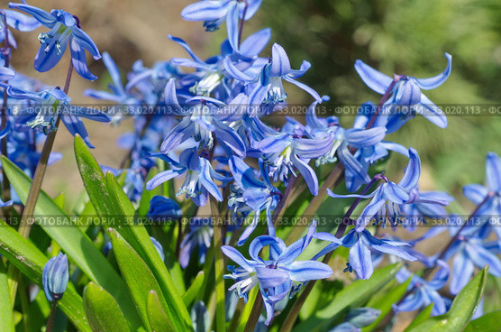 Сцилла двулистная Таурика или пролеска (лат. Scilla difolia L.) цветет весной. Стоковое фото, фотограф Елена Коромыслова / Фотобанк Лори