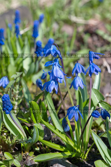 Сцилла двулистная Таурика или пролеска (лат. Scilla difolia L.) цветет на клумбе в саду. Стоковое фото, фотограф Елена Коромыслова / Фотобанк Лори