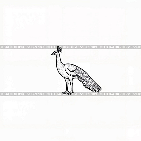 Stylized peacock illustration on white background, elegant design. Стоковое AI-изображение, AI-художник Александр Калинин / Фотобанк Лори