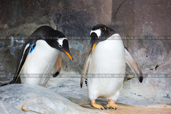 Субантарктический пингвин, или папуанский пингвин. Gentoo penguin. Стоковое фото, фотограф Галина Савина / Фотобанк Лори