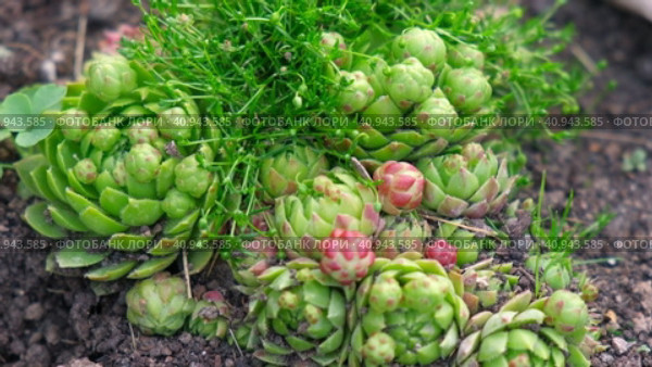 Succulent growing outdoors in a garden rockery at backyard. Landscaping. Blooming Sempervivum calcareum tectorum, Hen and Chicks plant with green, red purple petal tips. Colourful houseleeks. Стоковое видео, видеограф Марина Демидюк / Фотобанк Лори